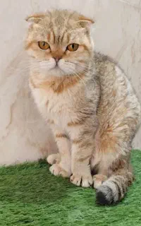 بیریتیش اسکاتیش