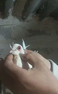 کبوتر کفتر