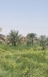 علوفه سبز مجانی