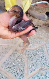 جوجه لاری