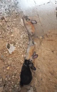 خرگوش