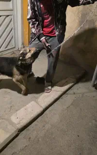 سگ ژرمن میکس ۱ ساله نر