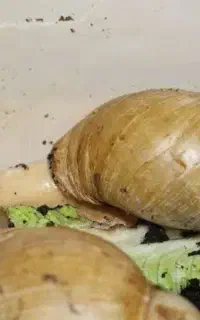 بچه حلزون رایگان