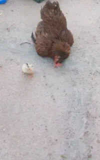 مرغ یکساله جوان با یک جوجه