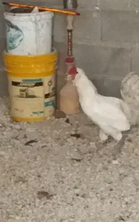 خروس