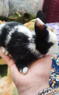 خرگوش خوشگل