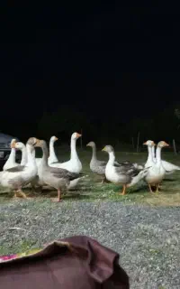 پرنده