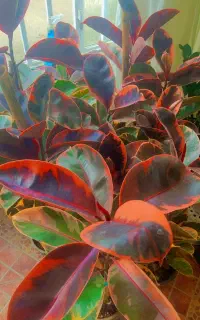 فروش ویژه انواع گل های آپارتمانی فقط ۲۸۵