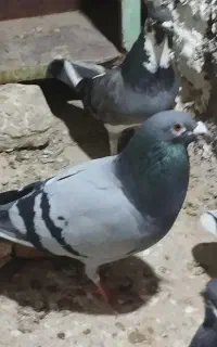 کفتر آلمانی