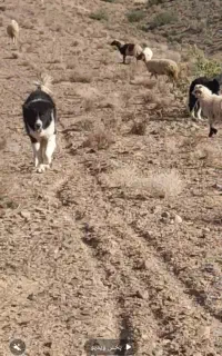 سگ قدرجونی اصیل فروشی