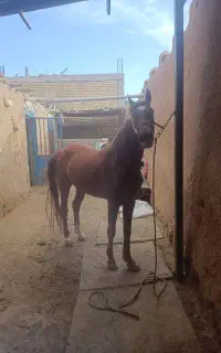 فروش ویژه کره مادیان
