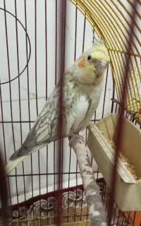 عروس هلندی ماده