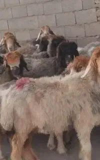 گوسفند داشت
