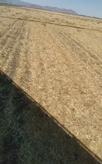 راهنمایی در مورد آبیاری