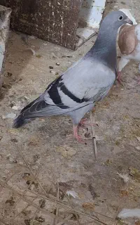 یک جفت جوجه هیچ پره دورگ