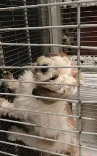 واگذاری فوری