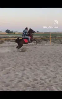 اسب مادیان