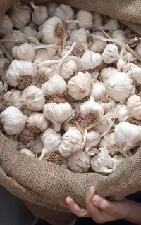 سیر شاباد