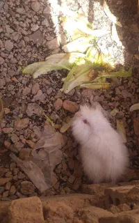 خرگوش
