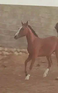 کره مادیون دره شوری