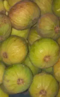 انجیر ارگانیک درشت وشیرین