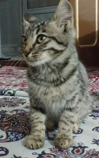گربه