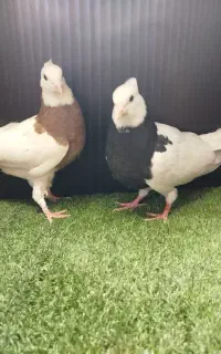 جوجه طوقی کرمانشاهی مهر