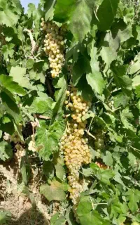 مخصوص شیره