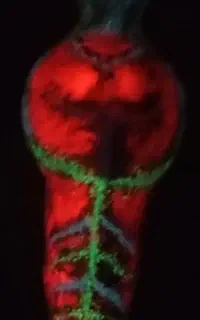 گوهر شب چراغ قدمت دار فروش یا معاوضه