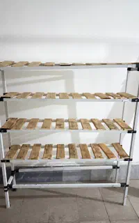 رگال شلف