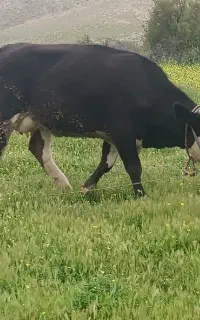 گاو و گوساله سیمینتال اصل