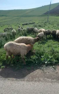 40 عدد بره نر جفتی ۱۰۰ کیلویی