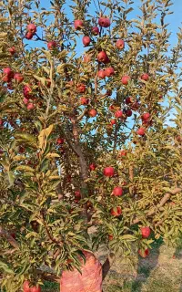 فروش سیب به صورت عمده وخرده