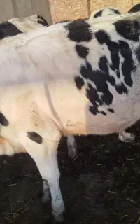 کارگر گاوداری
