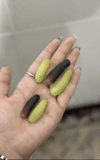 نهال انگور موندراپ گلدانی