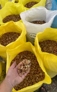 بذر باقالی هفت بند