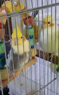 عروس هلندی جفت و جوجه قناری نر