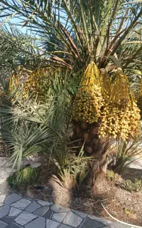 نخل  پا جوش برای فروش
