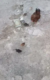 مرغ و جوجه