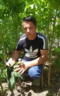 فروش نهال سیب ،انگور،انجیر،خرمالو،انار