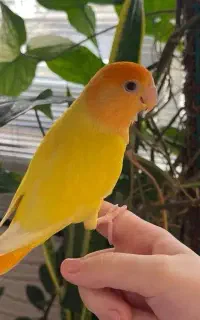 کوتوله برزیلی دستی و خانگی مهربون