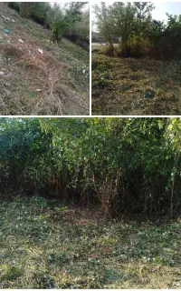 لی زنی،تمشک زنی،علفزن.،