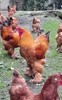 مرغ
