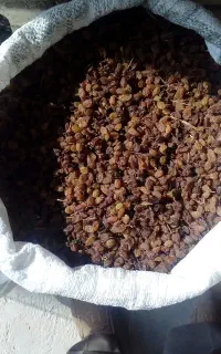 خوراک دام وطیور