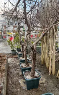 درخت جعبه ۵۰ ۶-۷ ساله