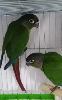 طوطی گرینچیک