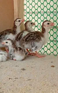 انواع جوجه درجه(1)
