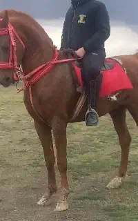 نریان عرب