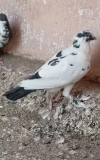 فروش کبوتر