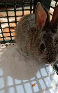 خرگوش لپ بازیگوش